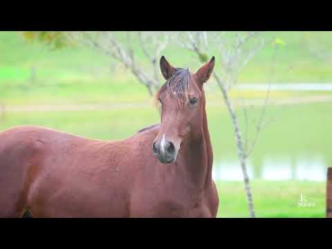 LOTE 19 RZ BEGONIA II DA CARAPUÇA