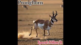 #animalspeed Endurance runner of nature! 🦌 #Pronghorn #AnimalSpeed #WildlifeShorts #wildlifeshorts