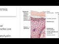 Integumentary System