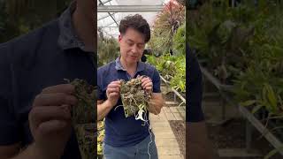 The Ghost Orchid!