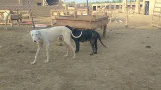 Guy Comes Home From Work With A Stray Dog |The Dodos, eg