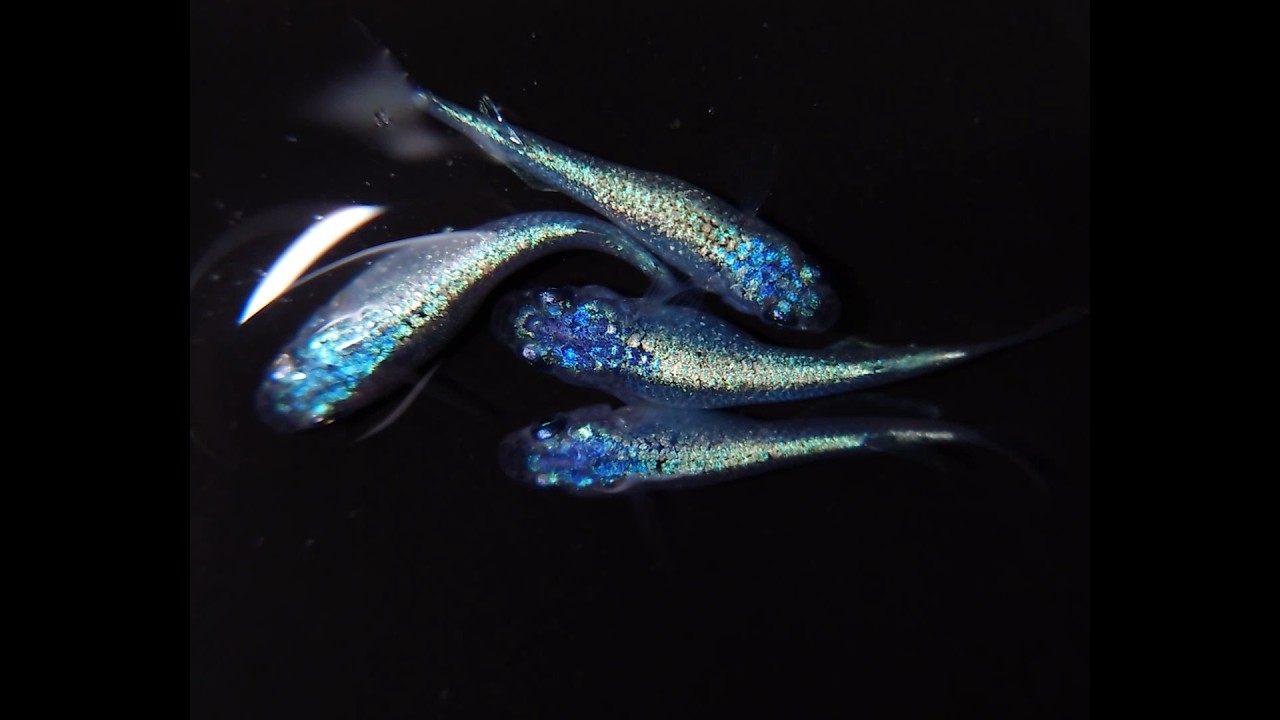 碧0213【メダカ】