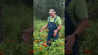 Why Vegetables Need Flowers!