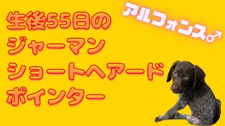 生後55日のジャーマン・ショートヘアード・ポインターのアルフォンス♂【GSP】