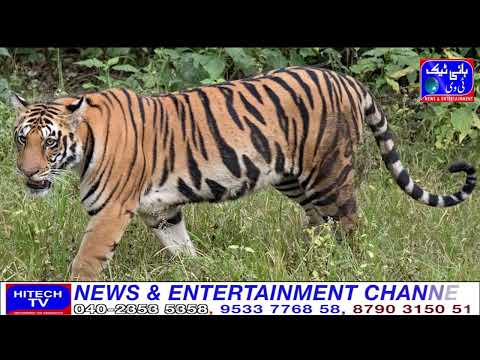 Telangana Districts Of Bhopalpally And Mulag Are Thrilled By The Presence Of Tigers