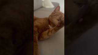 Cute cat cleaning itself!#CatGrooming #CuteCat #Meow #CatShorts #FelineCare