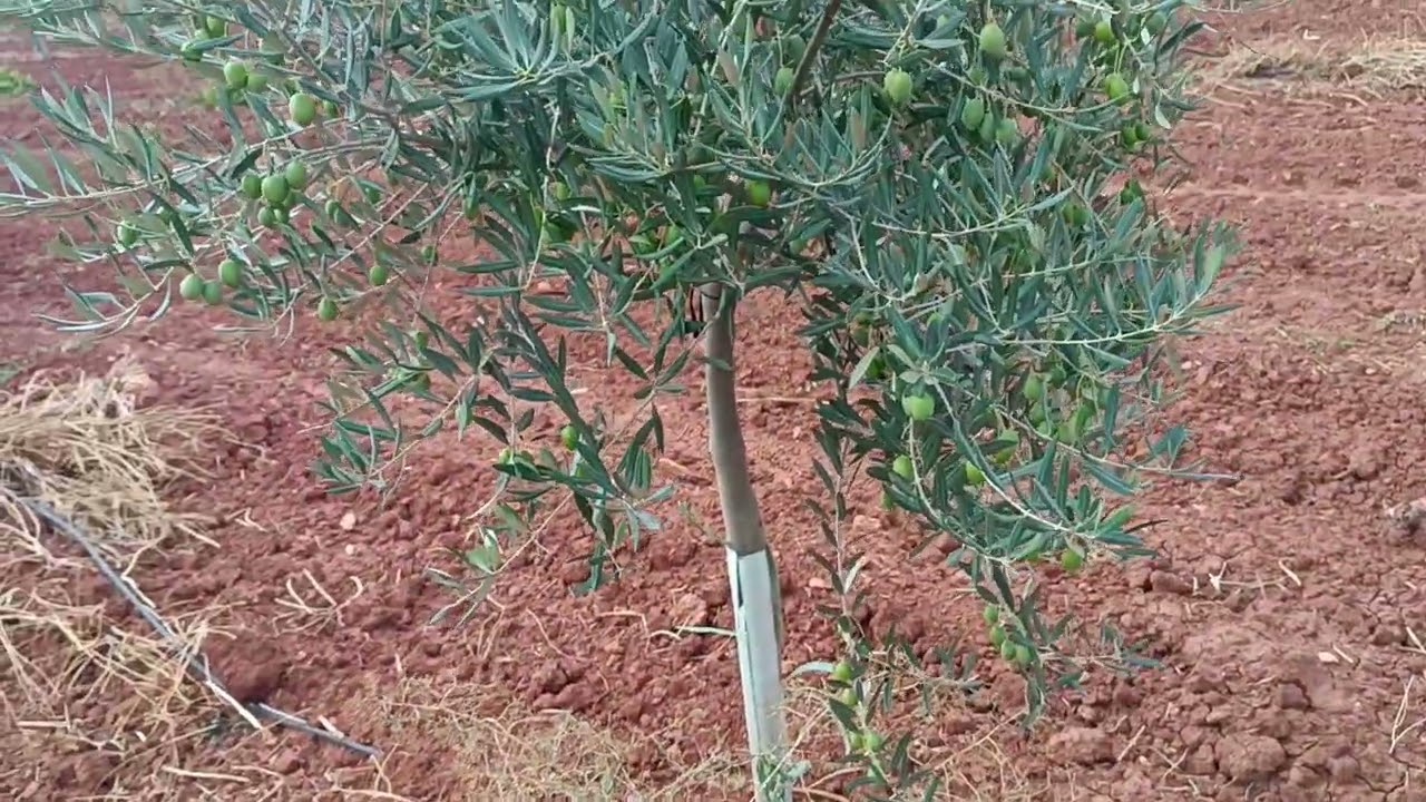 TRATAMIENTO DE ENGORDE EN OLIVAR TRADICIONAL - Variedad Picual