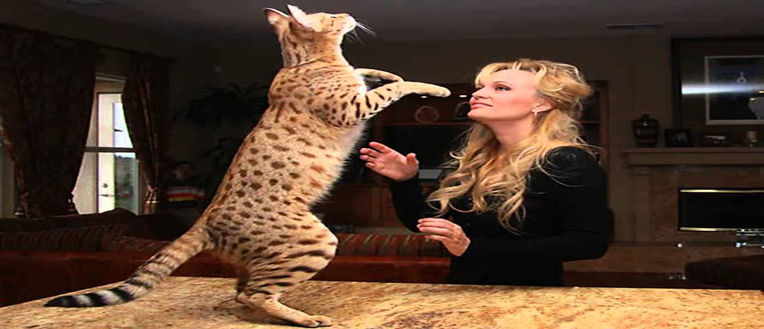 how much do savannah cats cost - YouTube