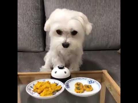 Hermoso perrito pidiendo comida - YouTube