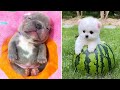 Baby Dogs 🔴 Cute and Funny Dog Videos Compilation #9 | 30 Minutes of Funny Puppy Videos 2021