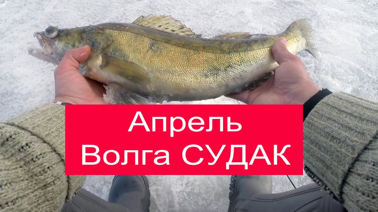 Средняя волга судак