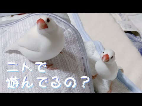 【白文鳥】仲良し？文鳥　ココアとマロン【Java sparrows】