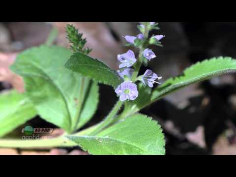 Video: Hvilket herbicid dræber Speedwell?