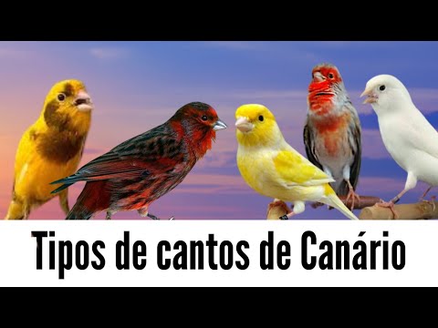 Vídeo: Carretel Canary: tipos e características