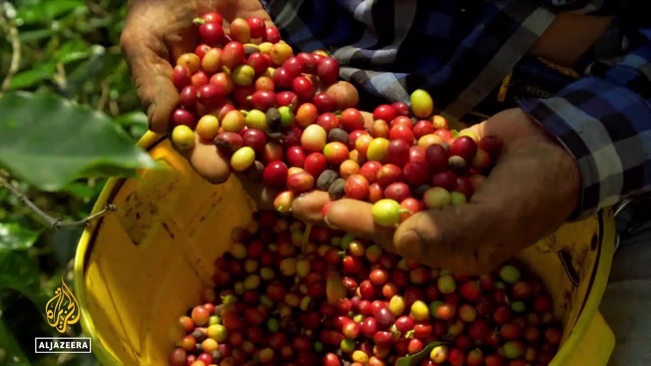 أسعار قياسية للبن: كولومبيا تجني ثمارها