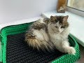 Лежанка для кота крючком из трикотажной пряжи