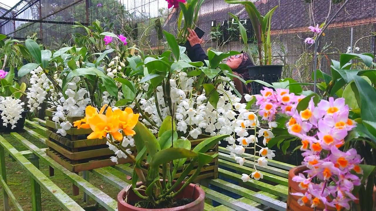 Ready super koleksi sultan Indonesia, Anggrek subur berbunga lebat, farmery, Cattleya 