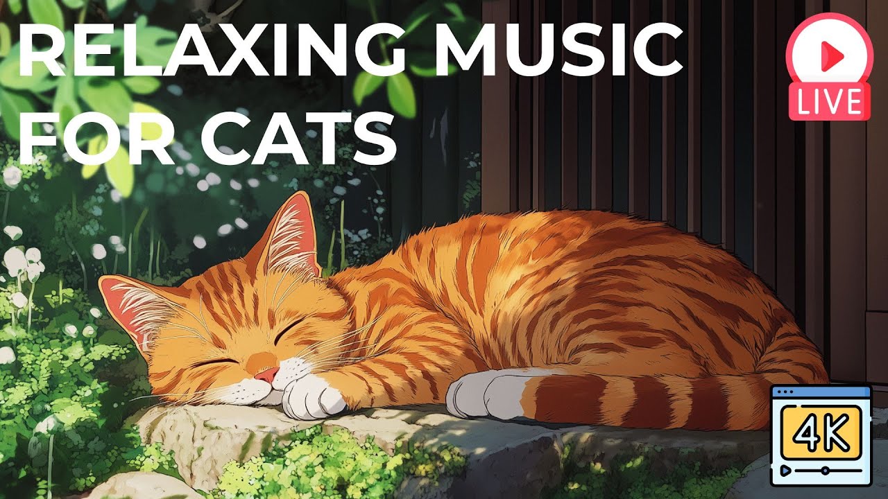 🔴24/7 Cat Music🎵Relaxing Sleep Music for Cats🐈🎵 Anxiety Relief 💖 Cat ...