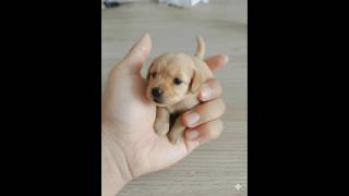 Dont Scroll This Is The Moment Your Heart Melts