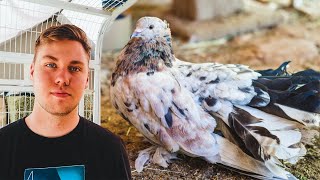 Ethan's pigeon passed away