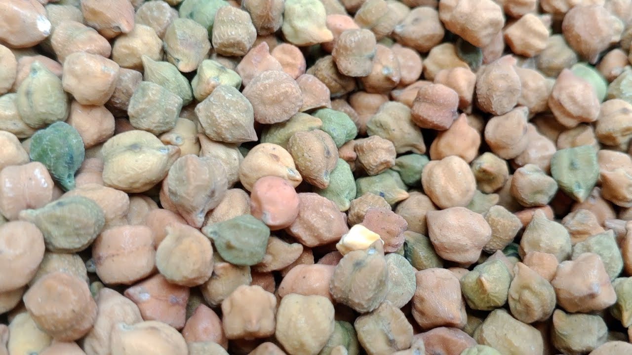 आष्टा मंडी चना मसूर भाव 27 फ़रवरी 2026