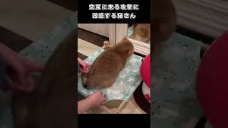 交互に来る攻撃に困惑する猫さん