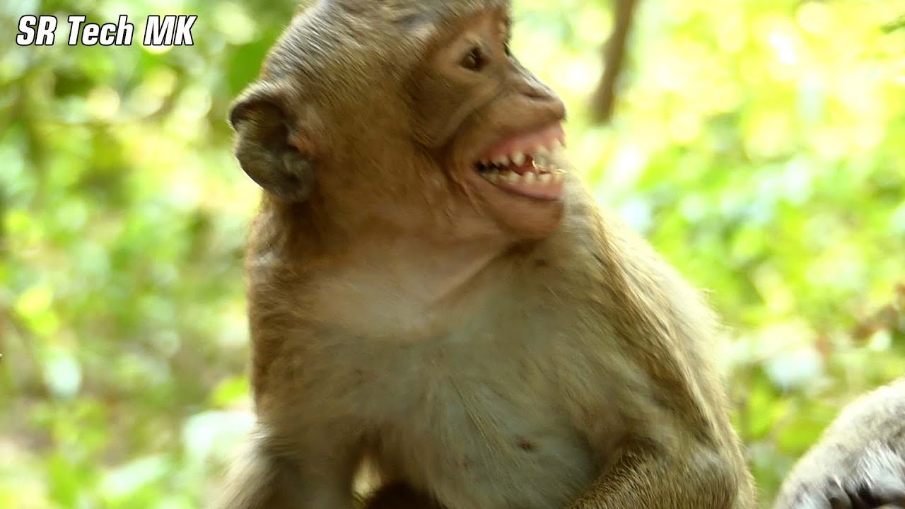 Glad...! Boy Jody request permission care again from Papa king Mak monkey, Jody best communicate