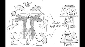 12.03 Dynamical Modularity – Beyond Networks: The Evolution of Living Systems