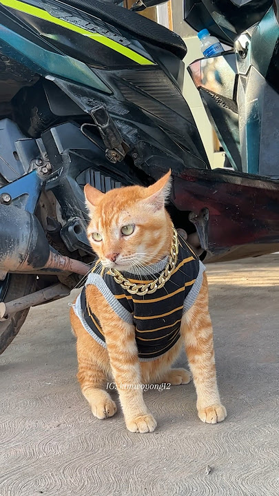Kucing ini kena marah bos oyen karna gangguin adeknya #cats #viral #cat #kucingoren #kucing