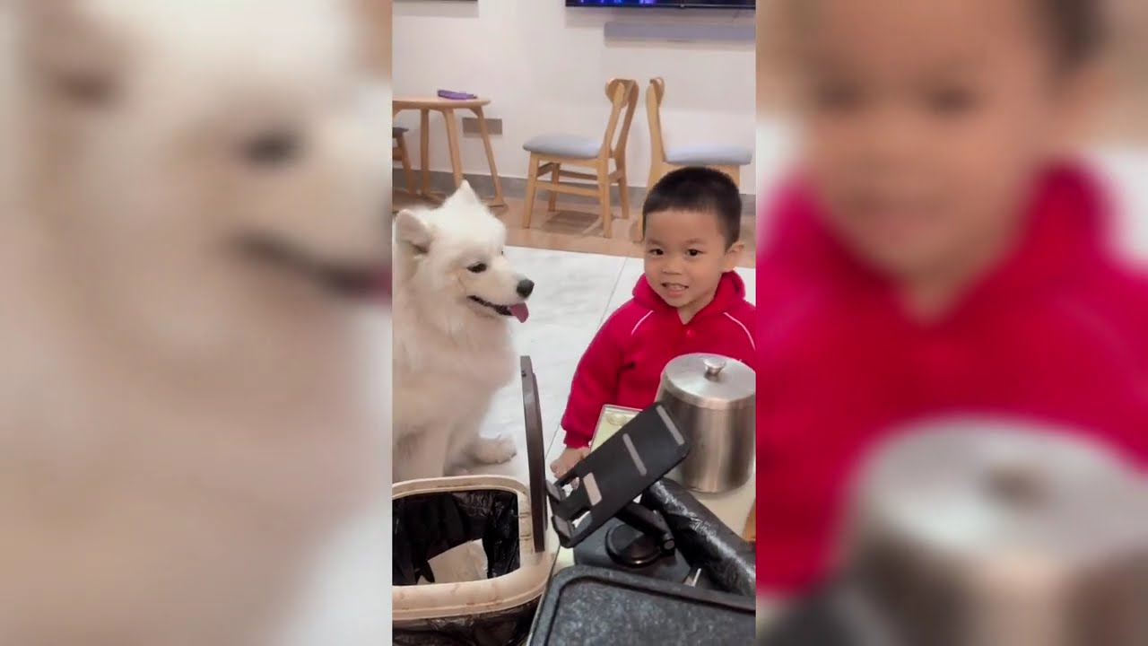 Cute and Funny Pet Videos for Your Mental Health Part 2