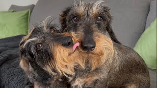Dachshund Sisters Obsessed With Each Other 🧡