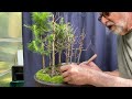 Extracting 8 Dead Trees From My Larch Forest Penjing. 4-Jun-2025