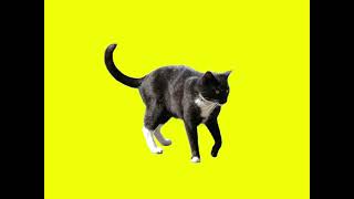 cat animation