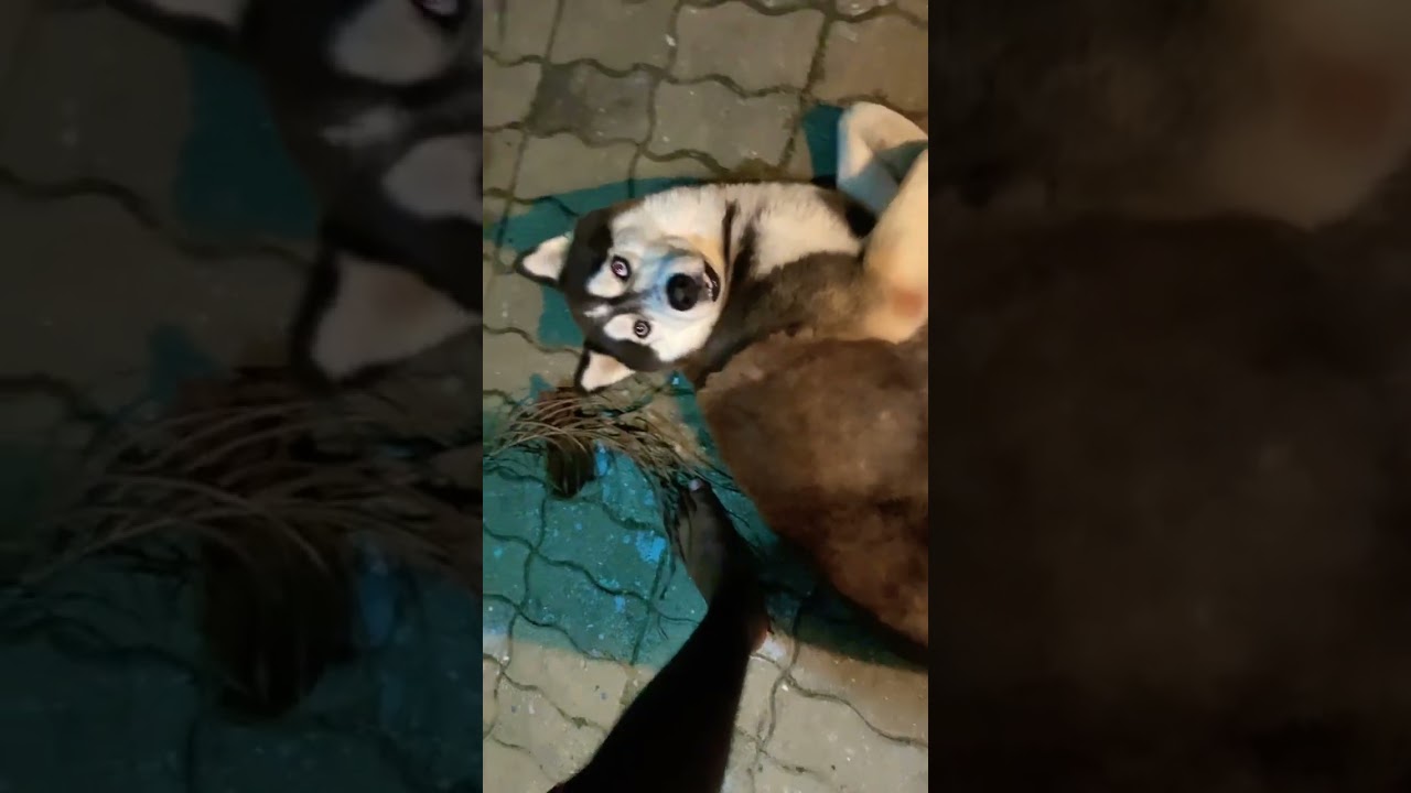 3 Things You Don't Know About Huskies Secrets Unleashed!