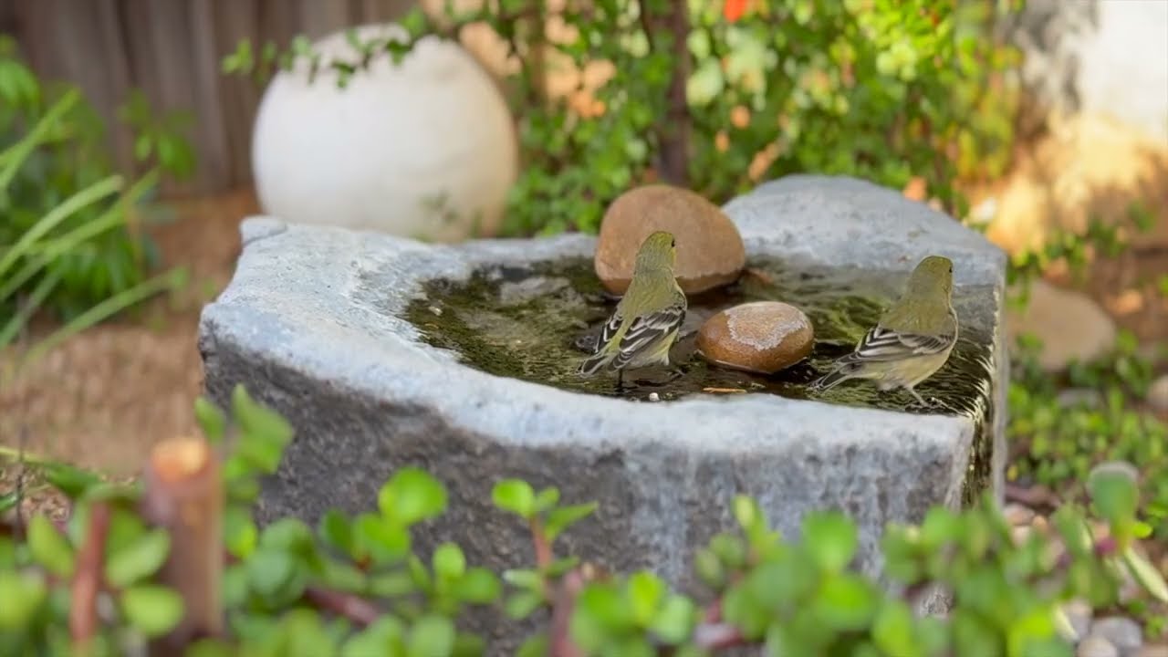 A Windy Day at the Fountain 🌬️💧 | Slow Down for Nature
