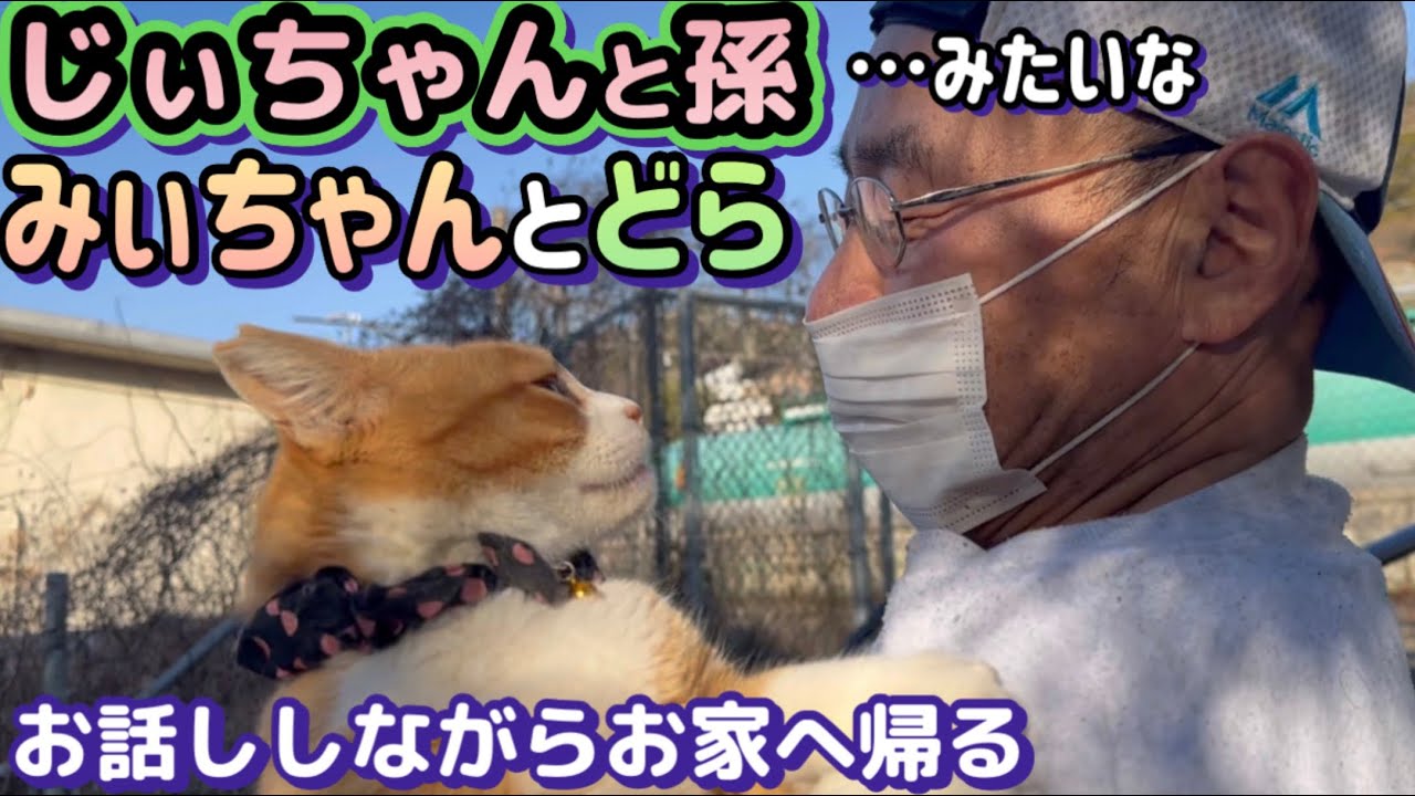 『神回！地域猫みぃちゃんとカメラマンのどらが家族みたいになった日』