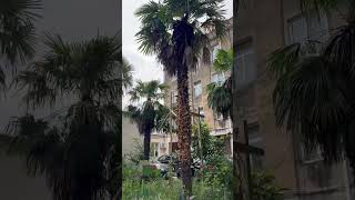 georgia actually has palm trees in kutaisi