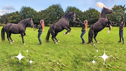 How to Teach a LAZY Horse to Rear