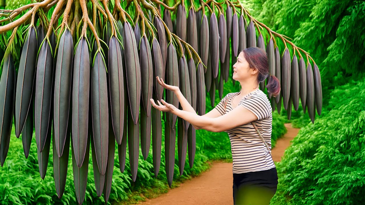 Harvesting Flat Berries from Tall Trees, Spicy Berry Salad Recipe | Unique Rural Delicacies