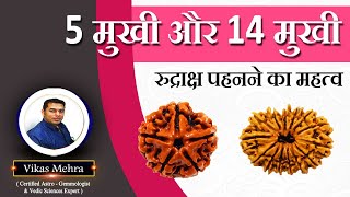 5 मुखी और 14 मुखी रुद्राक्ष पहनने का महत्व