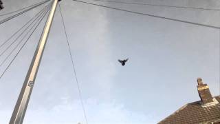 Turkish Takla, Arap Takla Guvercin ***** Super Takla