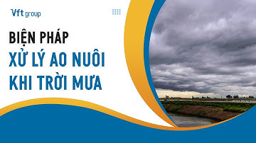 Biện pháp xử lý ao nuôi tôm khi trời mưa hiệu quả