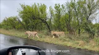 lions on a hunt - join us on a virtual safri in the Kruger park