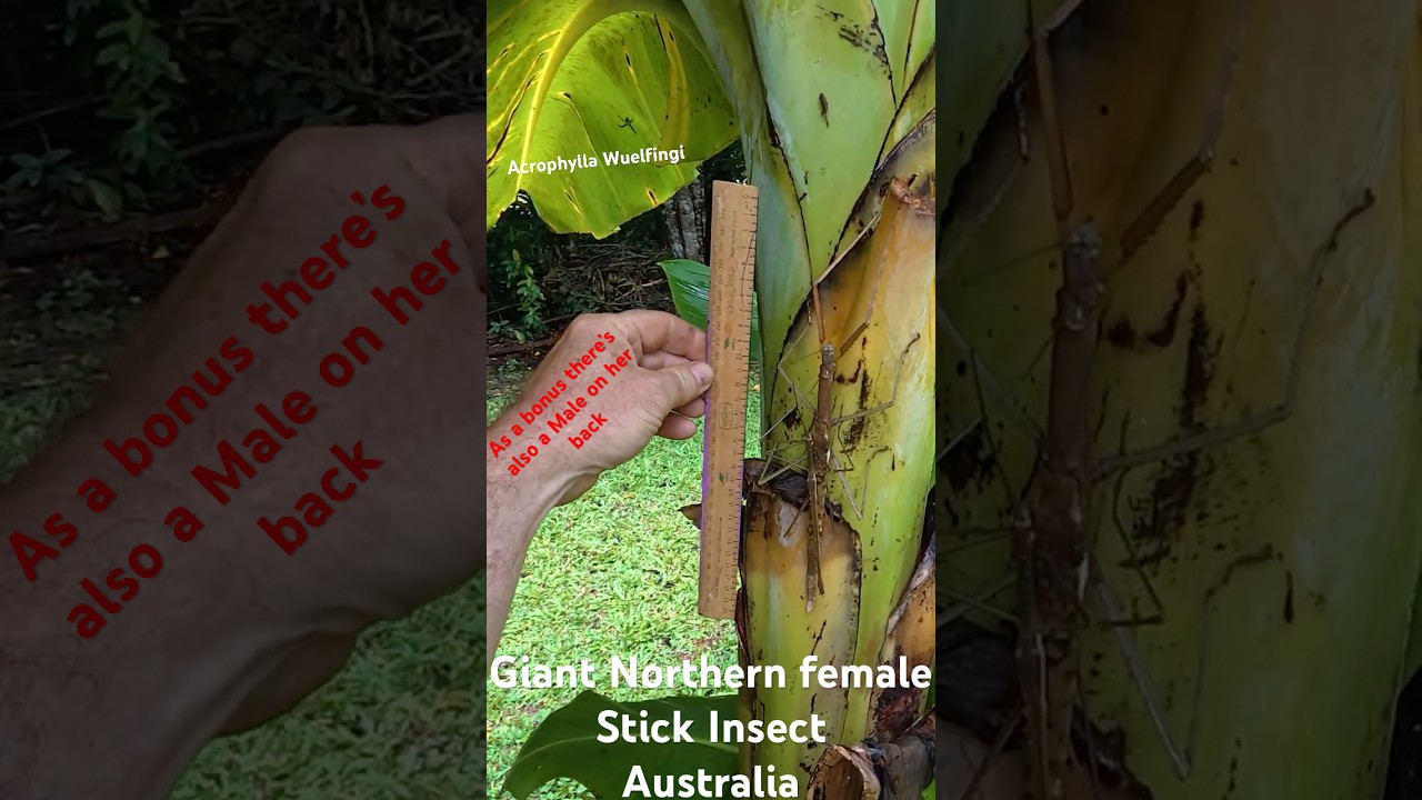 Giant Northern Stick Insect ,Acrophylla Wuelfingi , Australian phasmid 