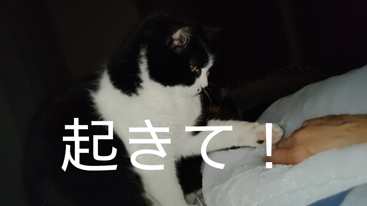 元日も容赦なく朝6時に起こしにくる猫