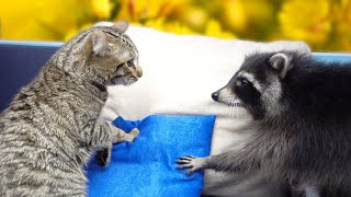 Reaction to VALERIANA by HYPE the Raccoon and STIRLITZ the Cat