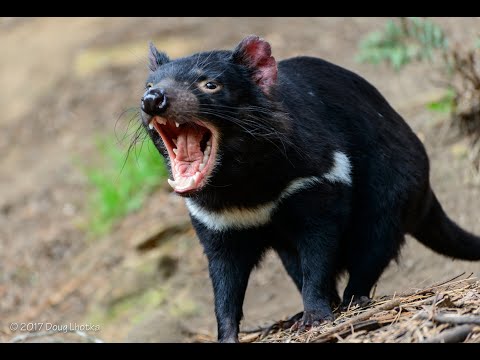 Video: Quanto sono pericolosi i diavoli della Tasmania?