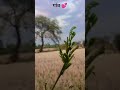 #nature🌱 #desiviilage✨ sukoon😇#sorts 💟