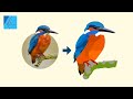 Trace An Image To Vector (Manually) with Affinity Designer