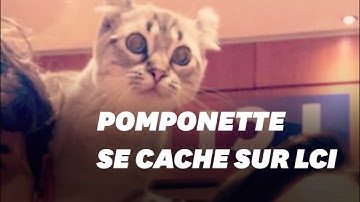 Sur LCI, un chat joue à cache-cache sur le plateau